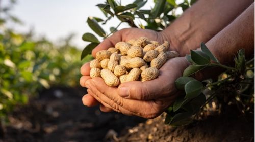 Arahide: proprietati, beneficii si metode de consum